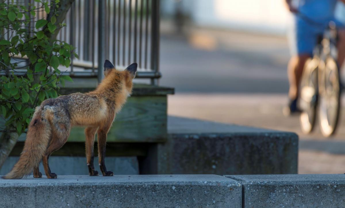 A fox sitting behind a corner on a step in a city