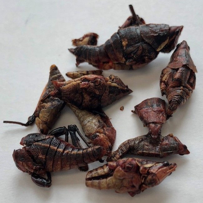 Roasted edible insects