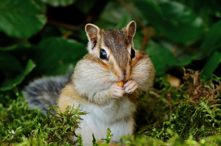 Chipmunk in the forest