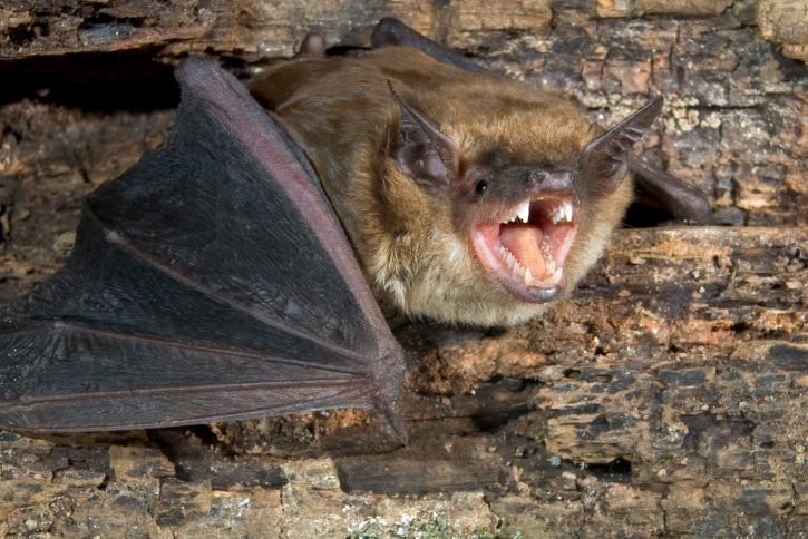 Bat with teeth bared