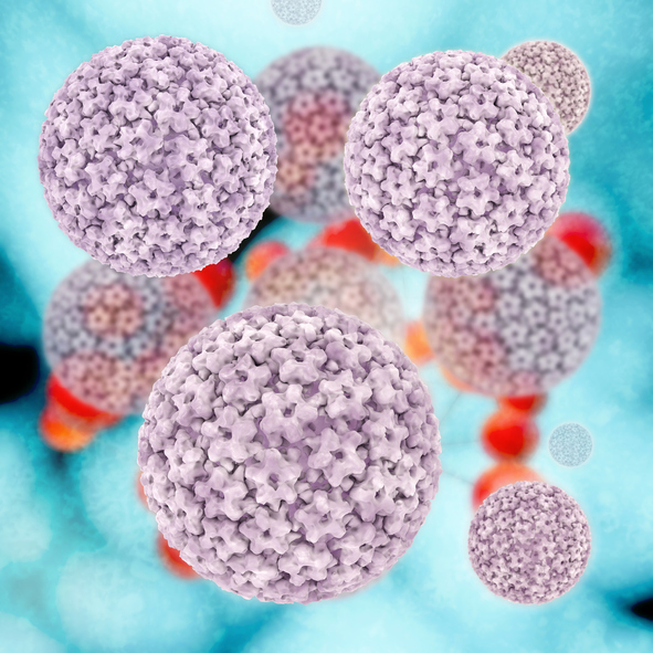 HPV virus