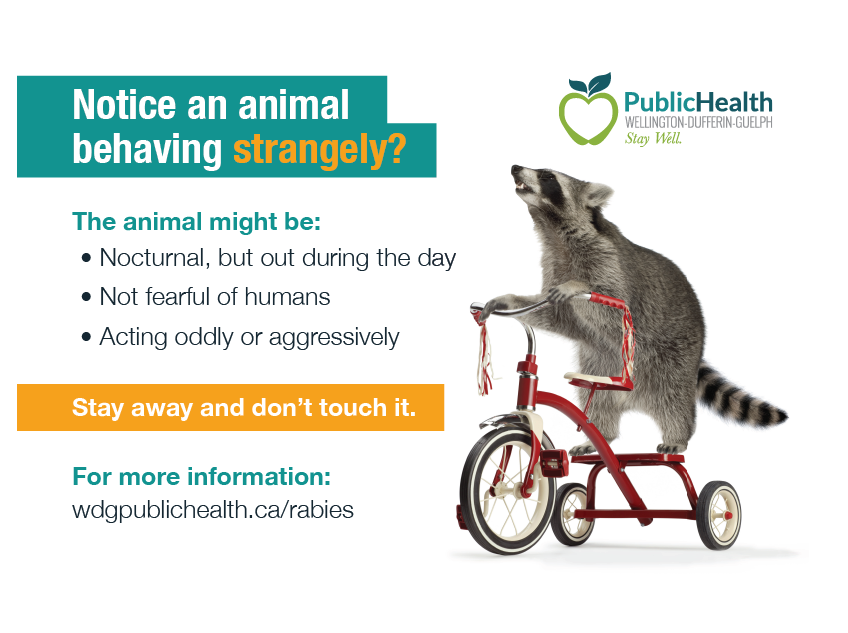 Raccoon riding a bike - copy of a newspaper ad with the headline "notice an animal behaving strangely?