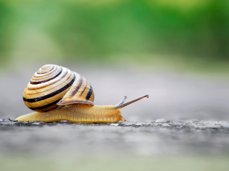 A snail crosses a road.