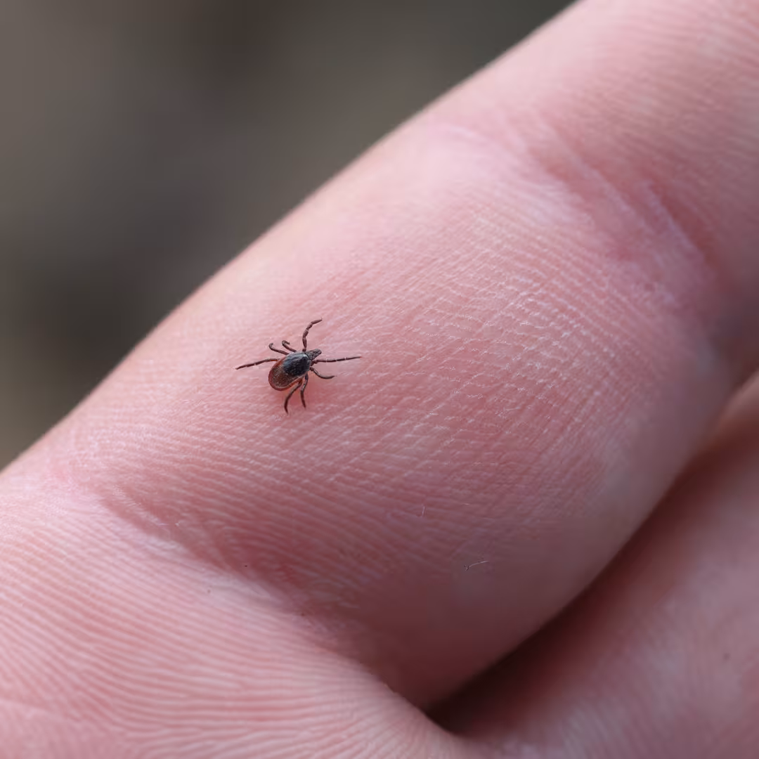 female blacklegged tick on a person's hand