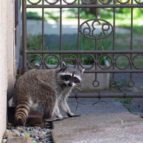 Racoon by a gate of a house