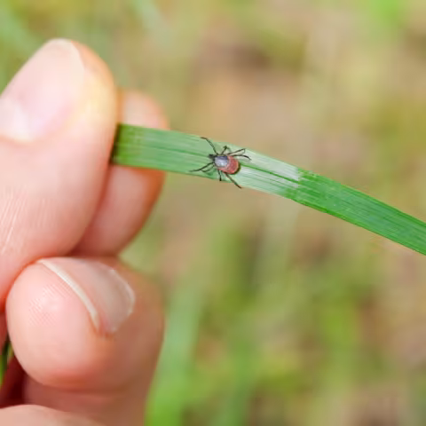 Hand holding grass a tick is on