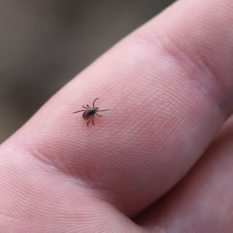 female blacklegged tick on a person's hand