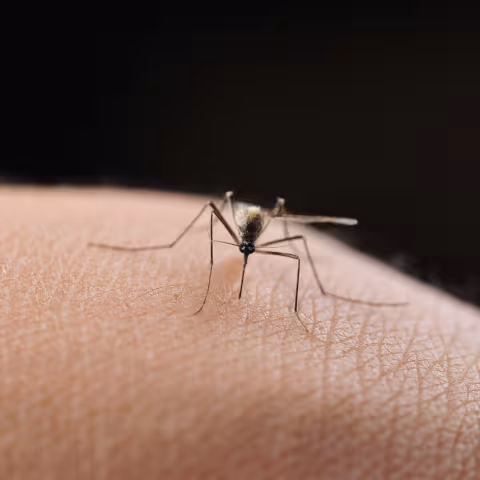 A mosquito on human skin.