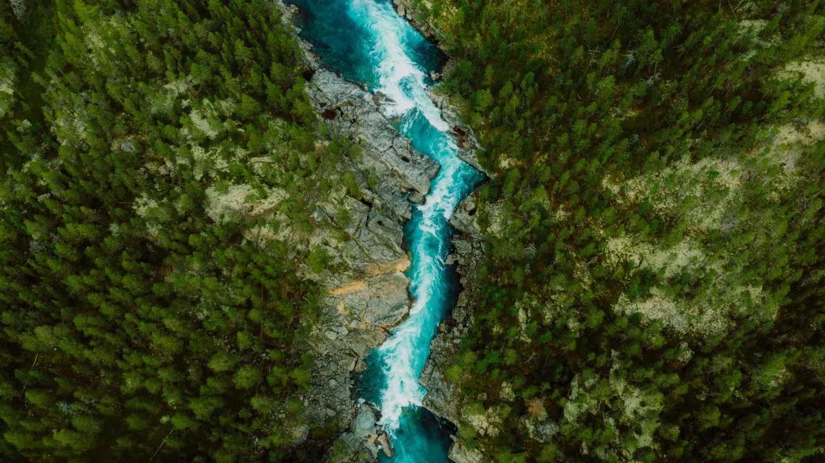river running through a forest