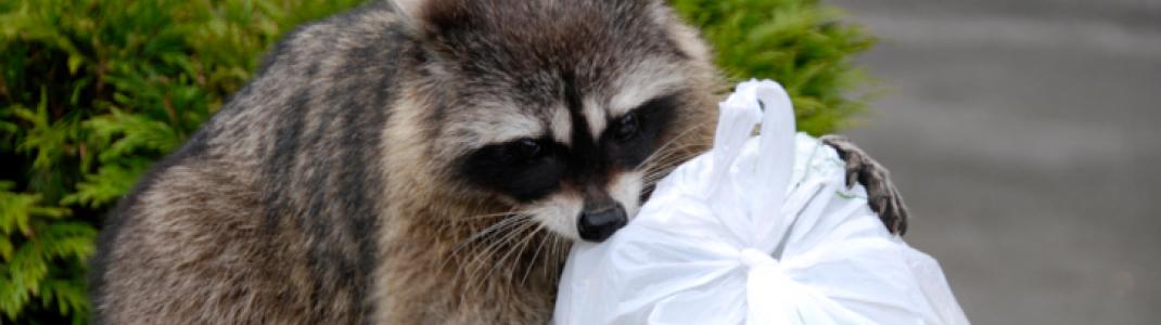 does raccoons have rabies