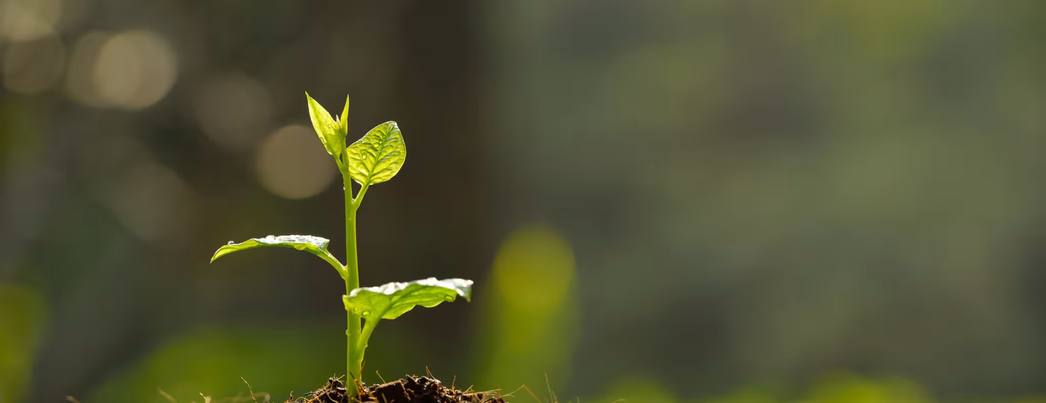 A small plant sprouts in a pile of dirt