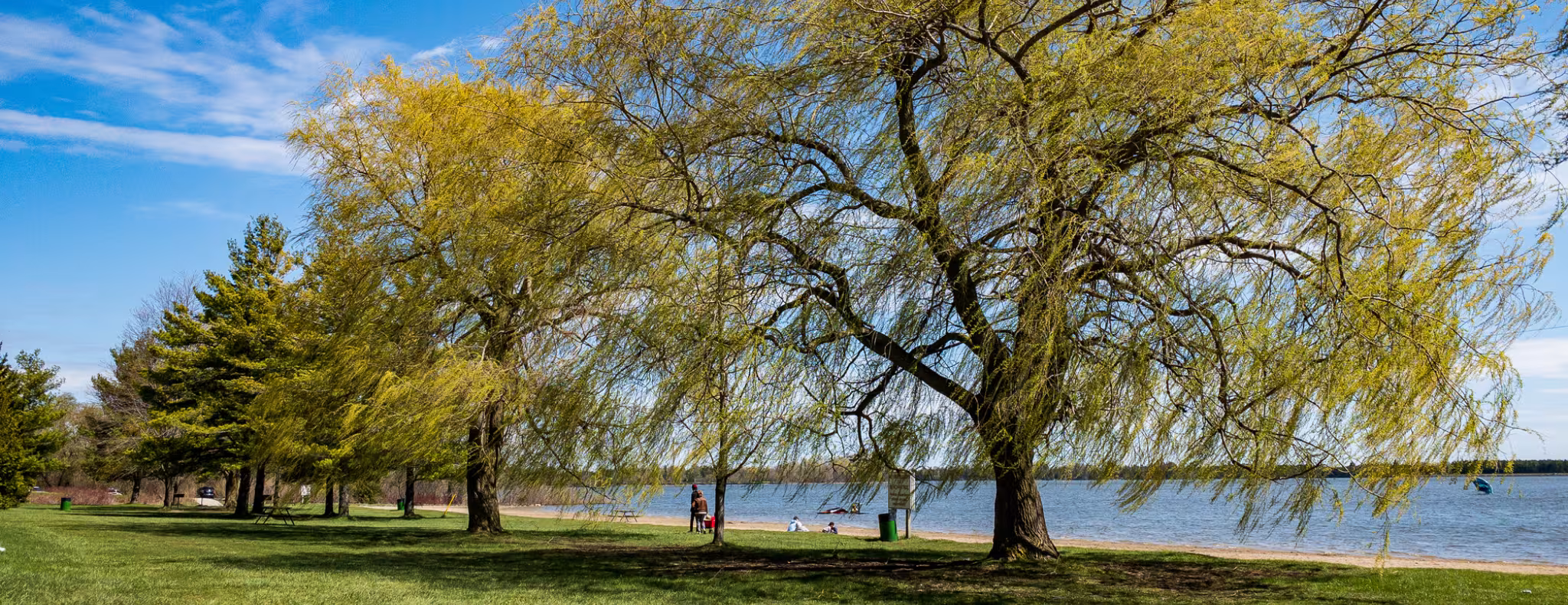 A view of line of trees and the beach in Guelph Lake Conservation Area, Ontario