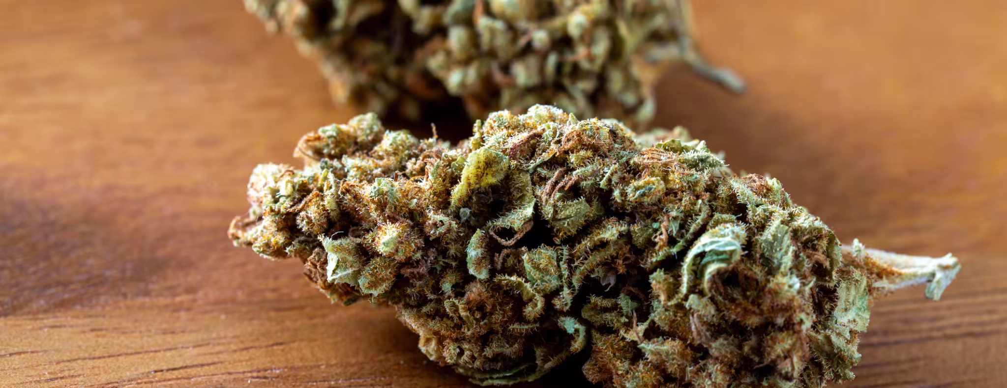 close-up of high-quality cannabis buds