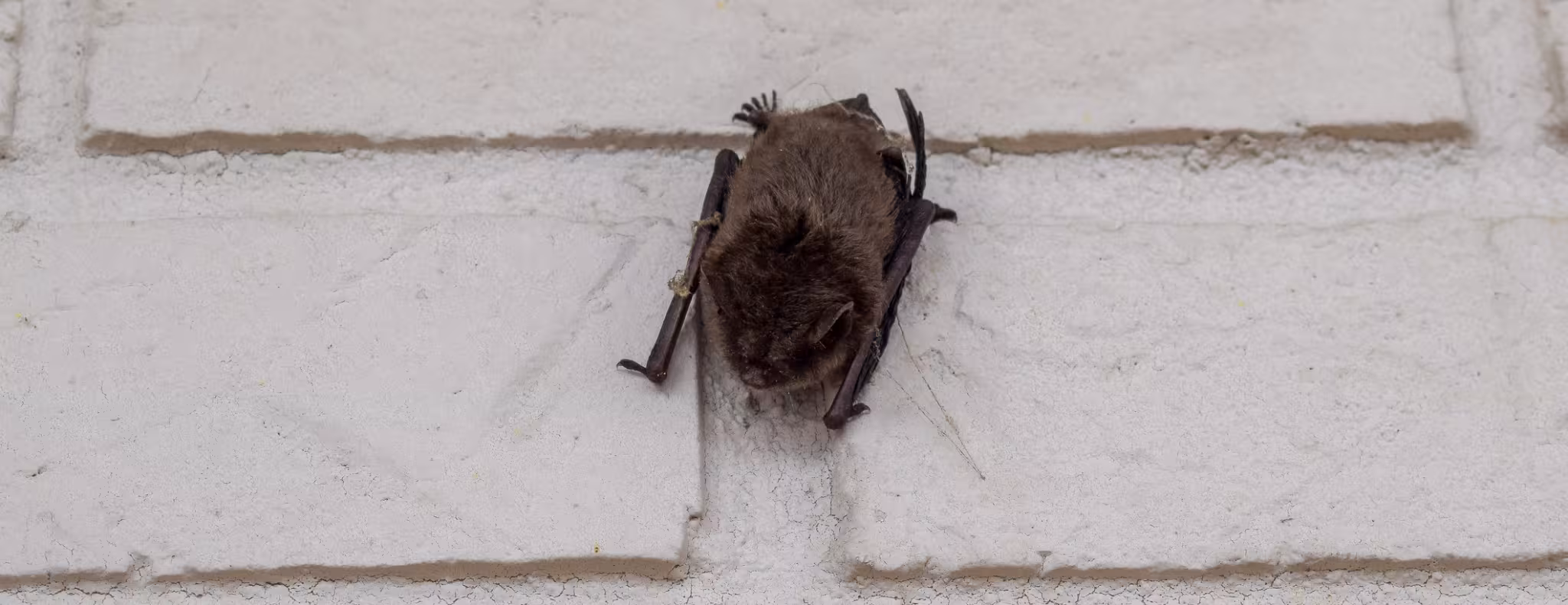Sleeping Bat on Wall