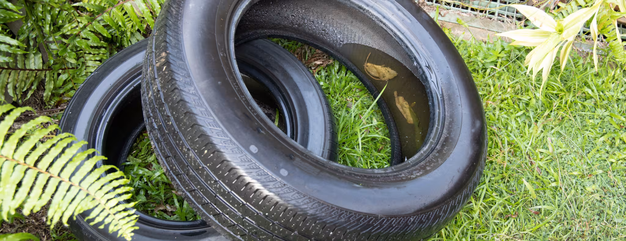 Old abandoned tyre collected still water after rain. 