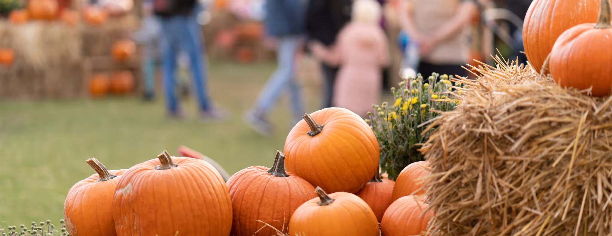 Pumpkins on straw bales against the background of people at an agricultural fair