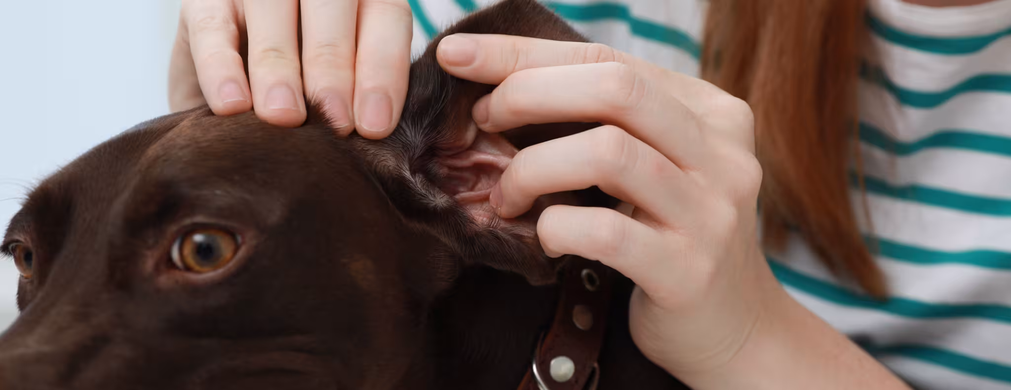 Woman examining her dog's ear for ticks