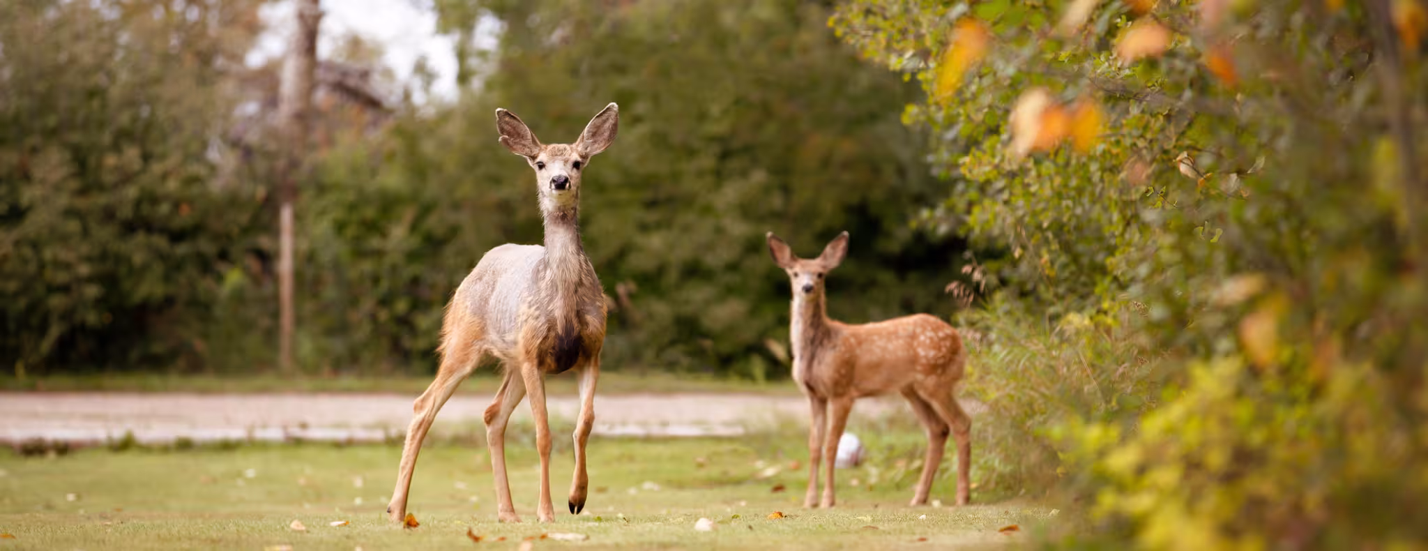 Deer in a field