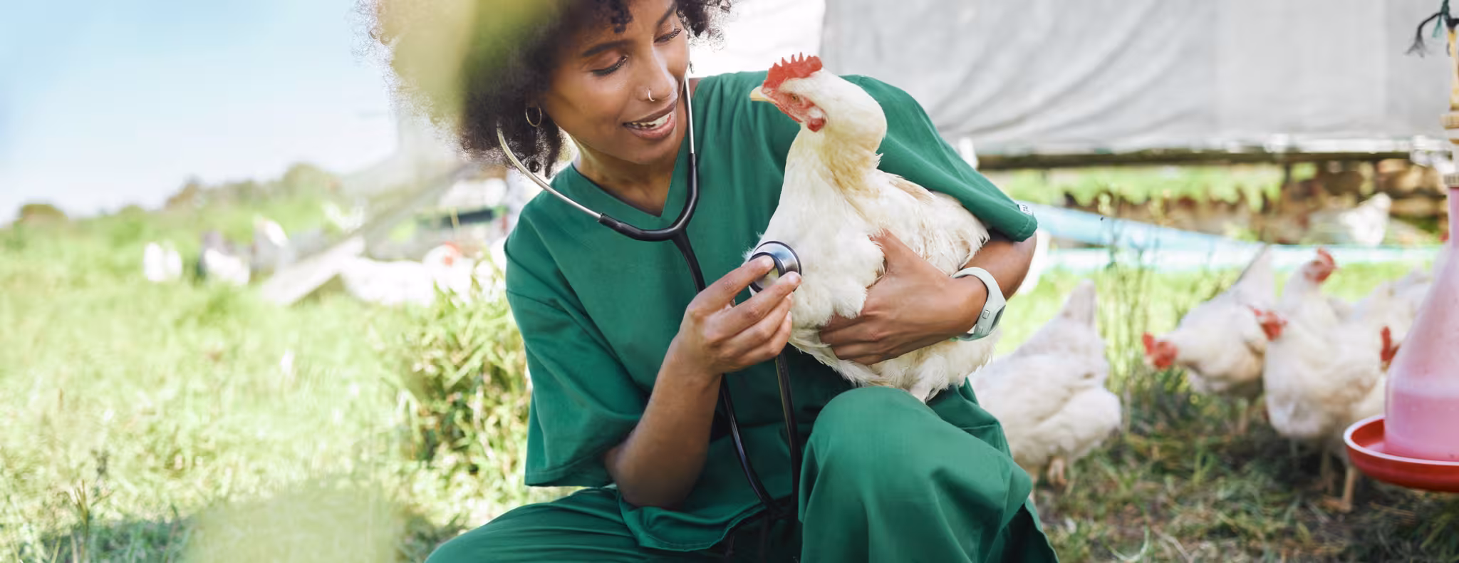 Agriculture, veterinary and black woman with stethoscope and chicken for health check, wellness and inspection