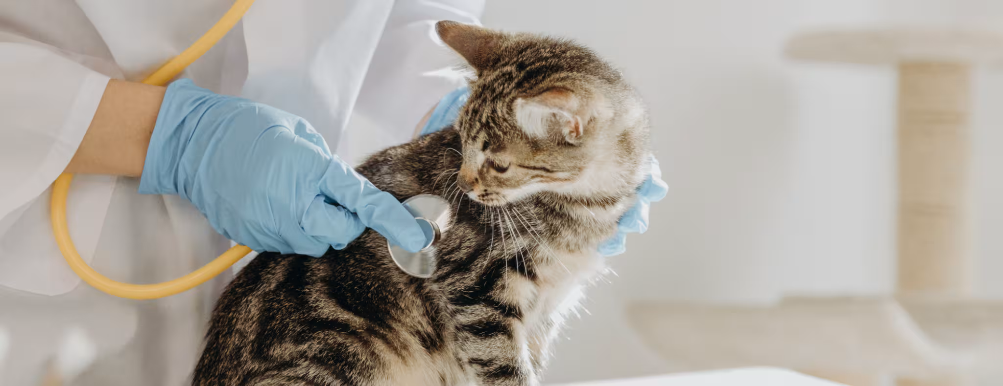 A veterinarian listens to the heartbeat of a kitten with a stethoscope in the clinic. 
