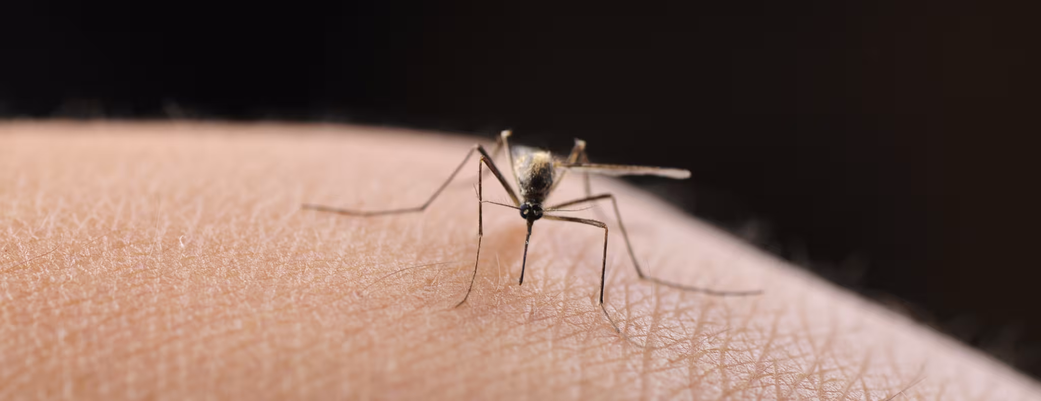 A mosquito on human skin.