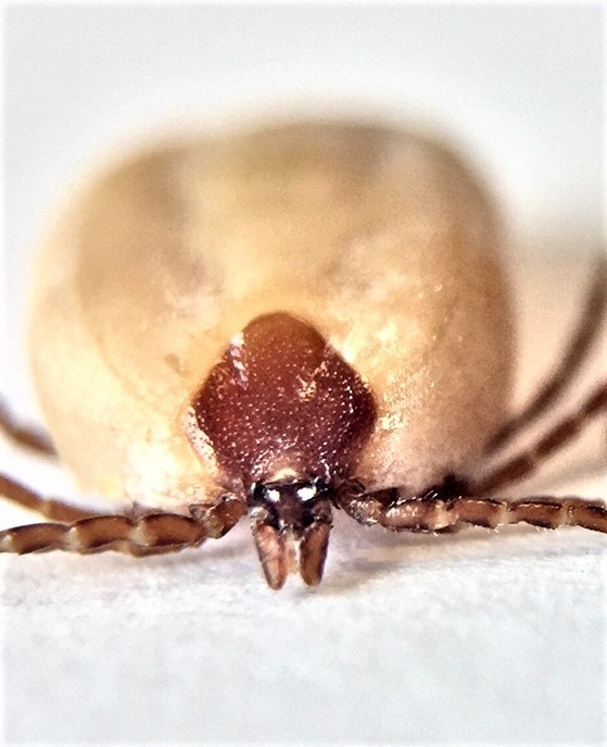 Front view of a swollen tick.